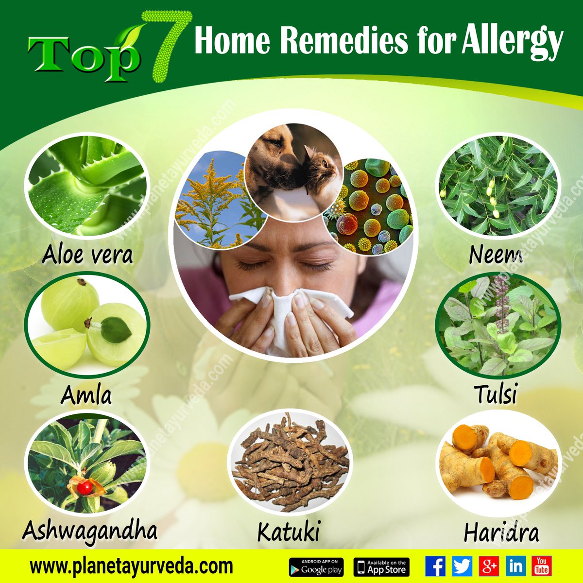 Best Herbs For Allergy Treatment At David Kindred Blog