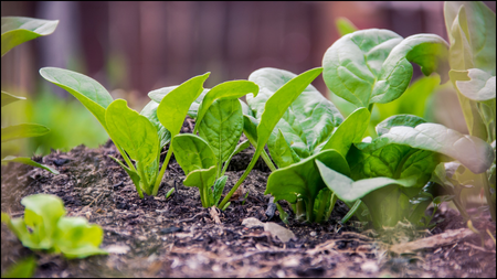 Green Leafy Vegetables