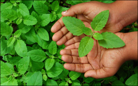 Holy Basil or Tulsi