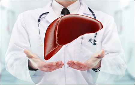 Liver