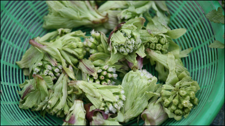 Butterbur And Feverfew Herb