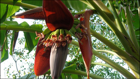 Banana Flowers