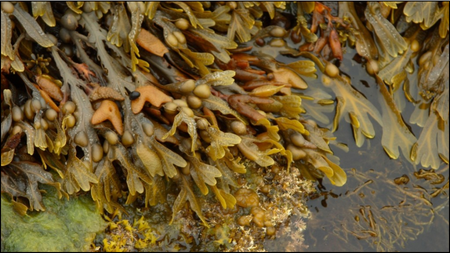 Bladderwrack